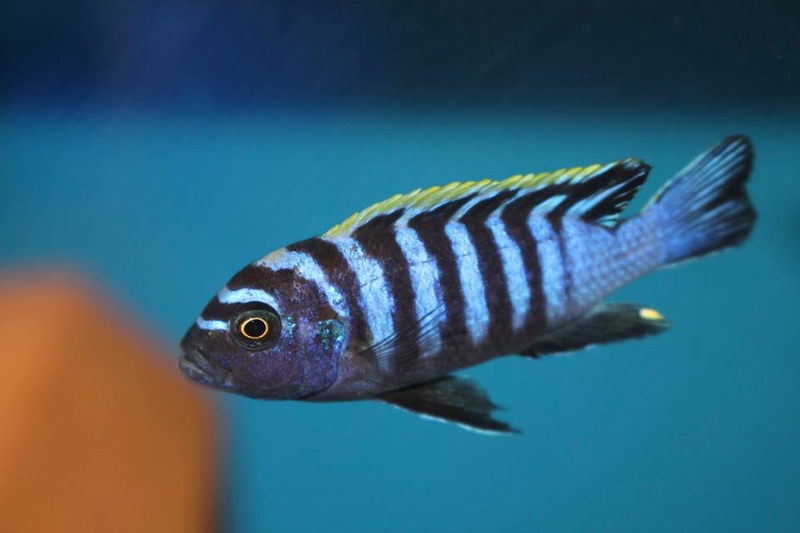Cynotilapia zebroides 'Hai (Chimate) Reef'